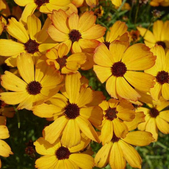 Butter Rum Tickseed Close Up Flowers