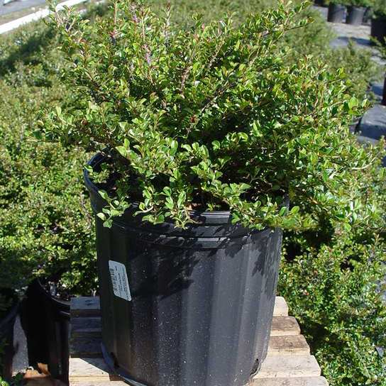 Little Gem Cotoneaster in Pot