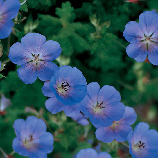 Rozanne Hardy Geranium Blooming