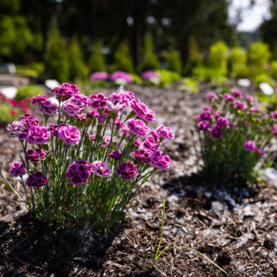 Delilah™ Bicolor Purple Dianthus Plants Blooming in Sunlight