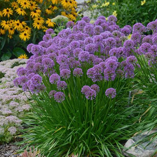 Millenium Allium with Purple Blooms