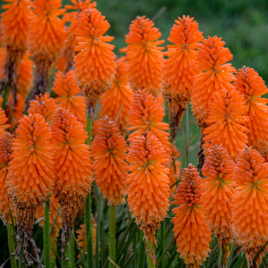 Pyromania Orange Blaze Red Hot Poker with Orange Blooms