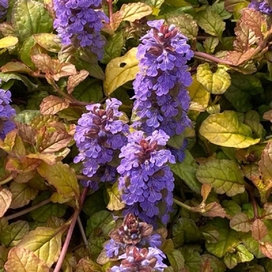 Pleasant Pheasant Ajuga flowers and foliage