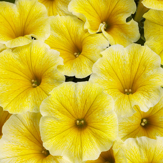 Supertunia  Saffron Finch  Petunia covered in flowers