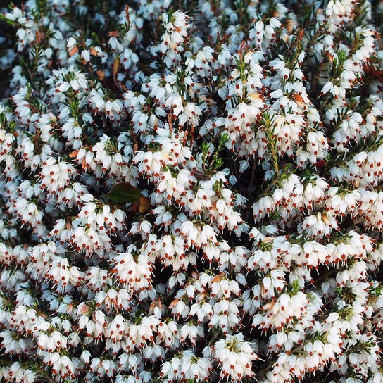 White Heather Flowering