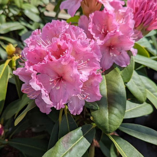 Holden's Pink Flare Rhododendron Flowering