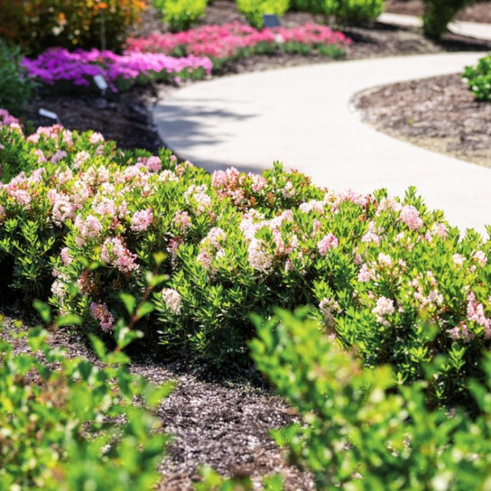 Bloombux® Blush Rhododendron Garden Border Full Sun