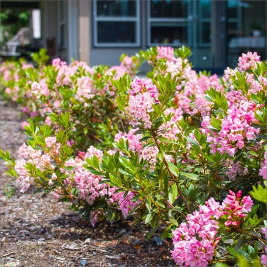 Bloombux® Magenta Rhododendron Azaleas As A Border In Full Sun