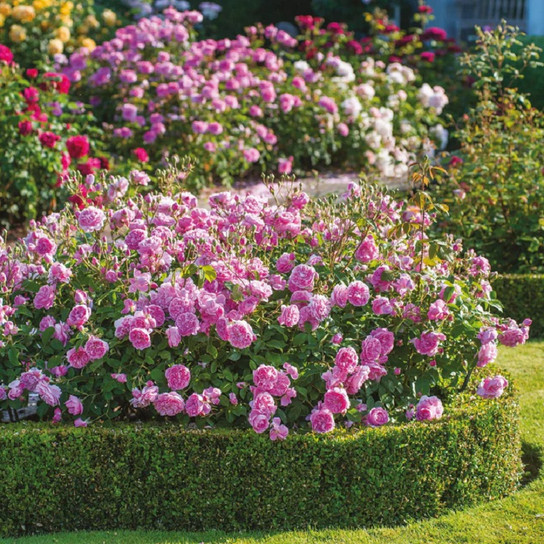 Harlow Carr English Rose flowering