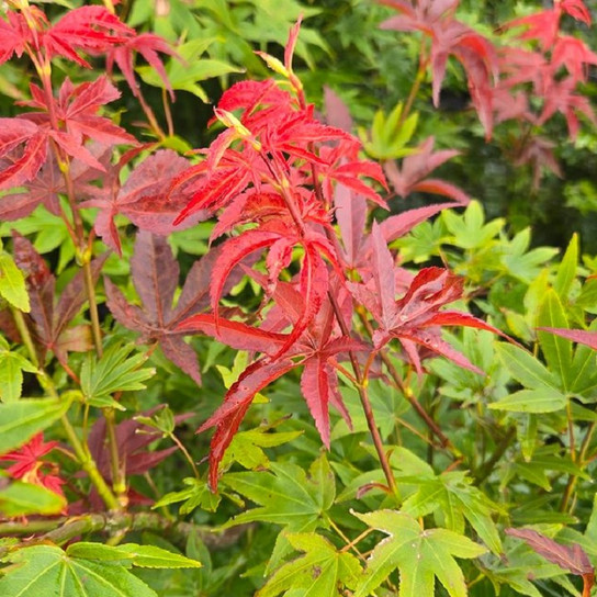 Cider Hill Japanese Maple vibrant red fall color