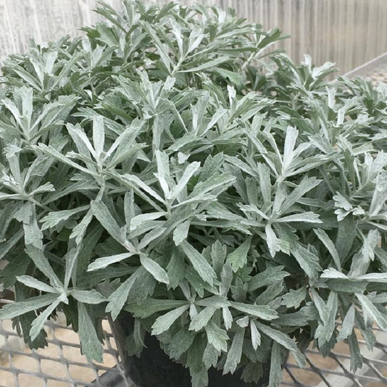 Artemisia Garden Ghost Wormwood in gardening planter