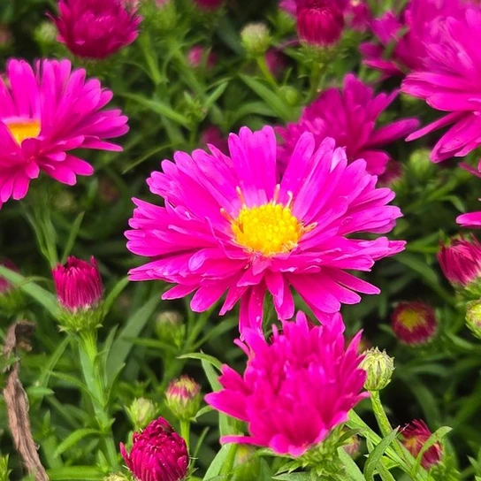 Kickin® Carmine Red New England Aster red flower with yellow center