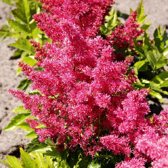 healthy Younique Ruby Red Astilbe growing in the garden