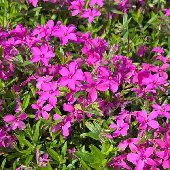 Magenta Sprite Phlox full of bloom
