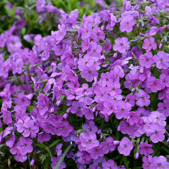 Purple Sprite Phlox with Purple Blooms