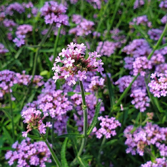 Lollipop Verbena flowering