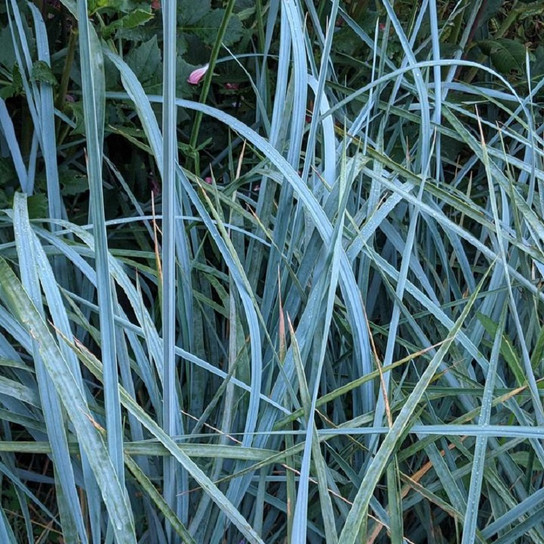 Blue Lyme Grass foliage