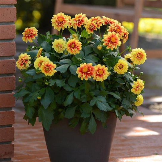 Dalaya Yellow Red Eye Dahlia in patio planter