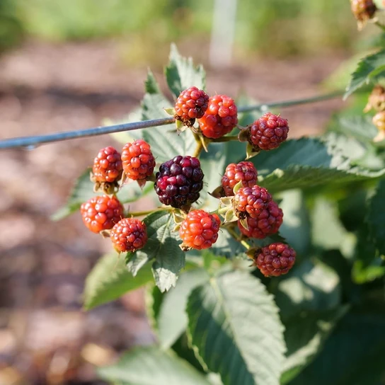 Taste of Heaven™ Blackberry