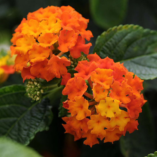 Lucky™ Red Lantana Stem with Flower and Leaves