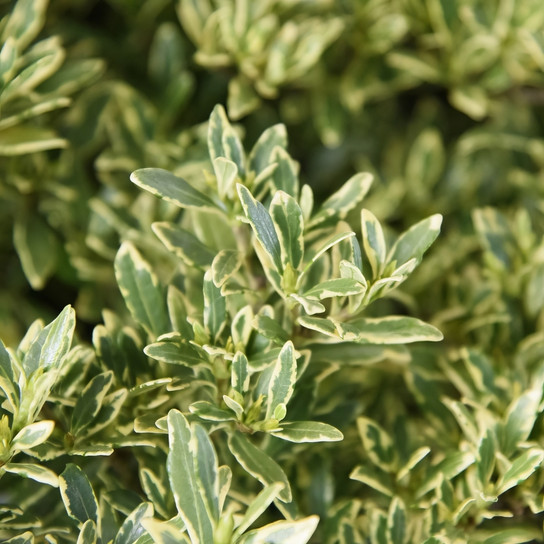 Variegated Radicans Gardenia leaves and blooms