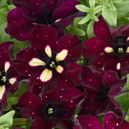 Burgundy Sky Petunia Flowering