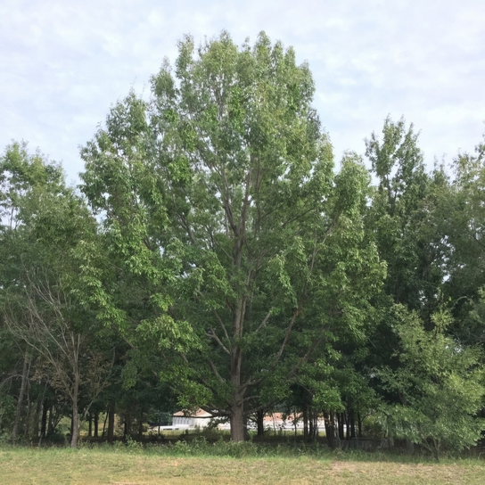 Mature Sawtooth Oak Tree growing 