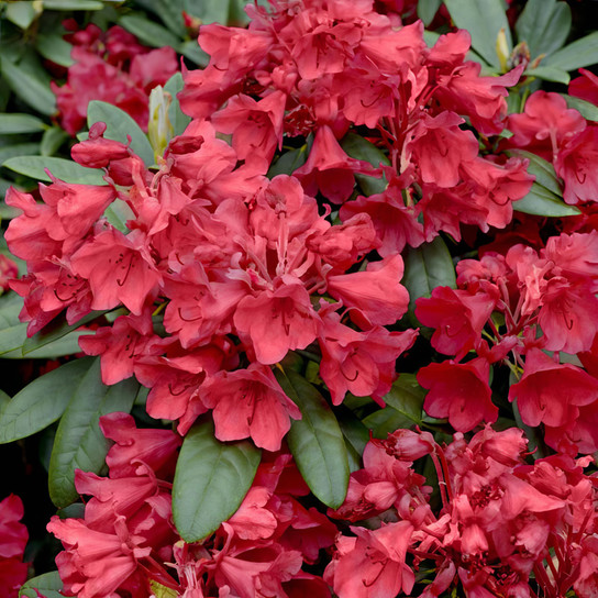 Hersey Red Azalea flowers and foliage