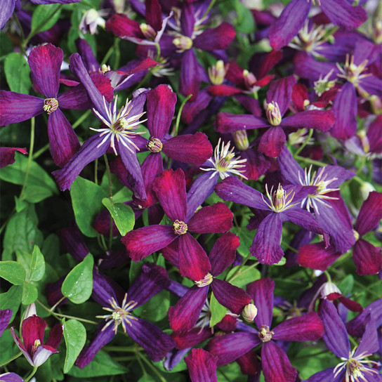 Sweet Summer Love Clematis Vine Blooming