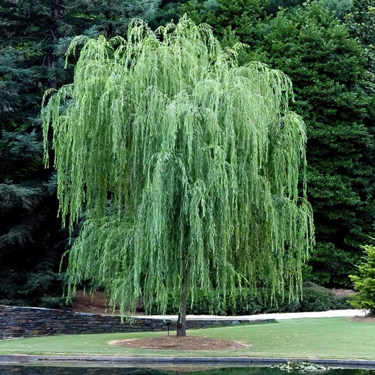 Weeping Willow Tree growing in the sunlight