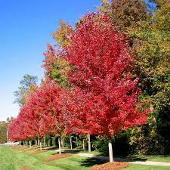 Autumn Blaze Maple Growing in the Sunlight 