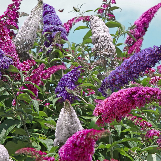  3n1 All the Buzz Butterfly Bush Flowering