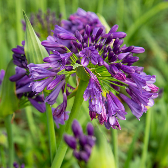 Purple Ever Amethyst Agapanthus Flowers Main
