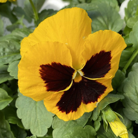 Majestic Giants Yellow Blotch Pansy Flower and Leaves foliage