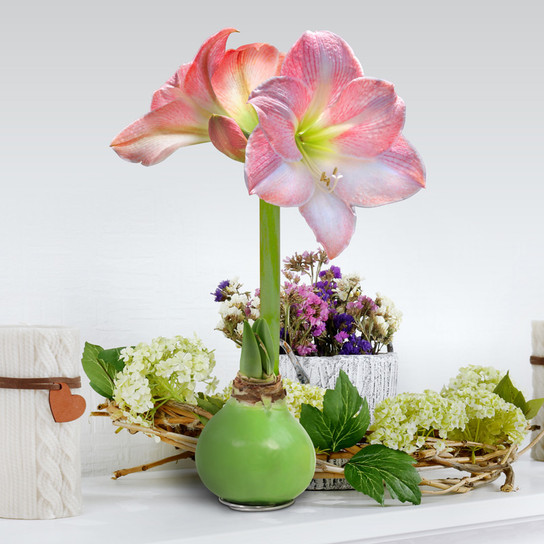 Green Apple Blossom Wax-Dipped Amaryllis Bulb on a table