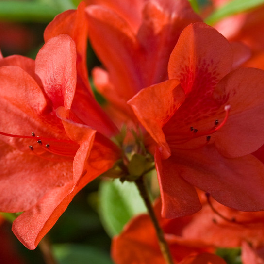 Autumn Bravo Encore Azalea Flower Close Up Main