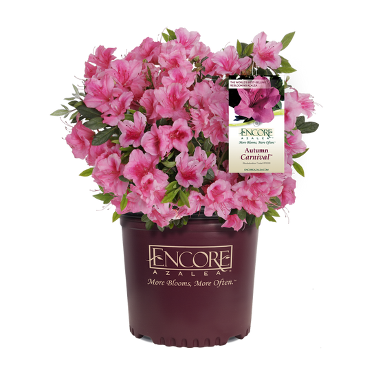 Autumn Carnival Encore Azalea in Branded Pot Main