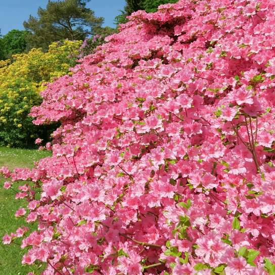 Autumn Debutante Encore Azalea covered in flowers