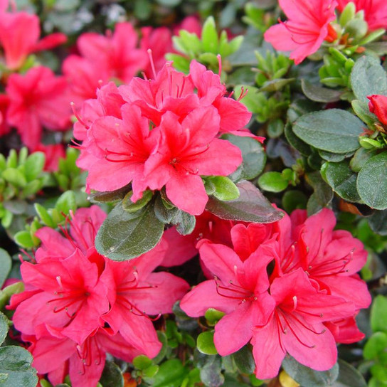 Azalea Hino Crimson Flowers Close Up