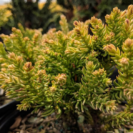 Dragon Prince Japanese Cedar bright green growth