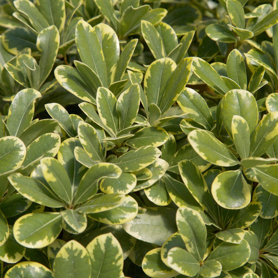 Variegated Mojo Pittosporum Foliage Main