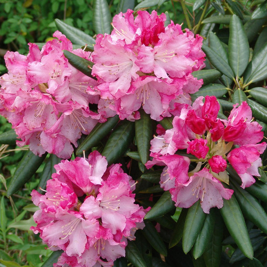 Pink Southgate Brandi Rhododendron Flowers and Foliage Main
