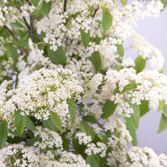 Snow Joey Viburnum Shrub Foliage and Flowers Main