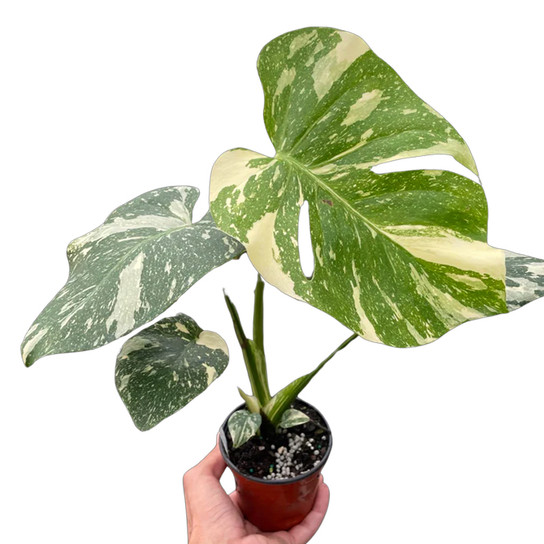 Thai Constellation Monstera | Plant Addicts