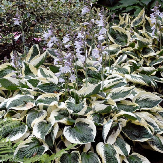 Patriot Hosta shade garden perennial