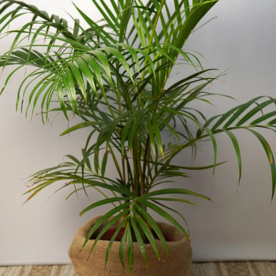 Kentia Palm