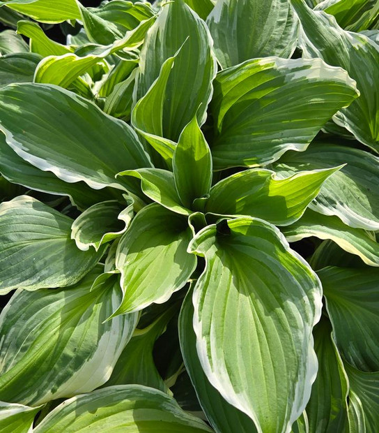 So Sweet Hosta