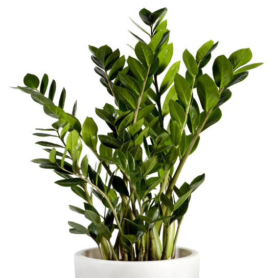 ZZ Plant Houseplant