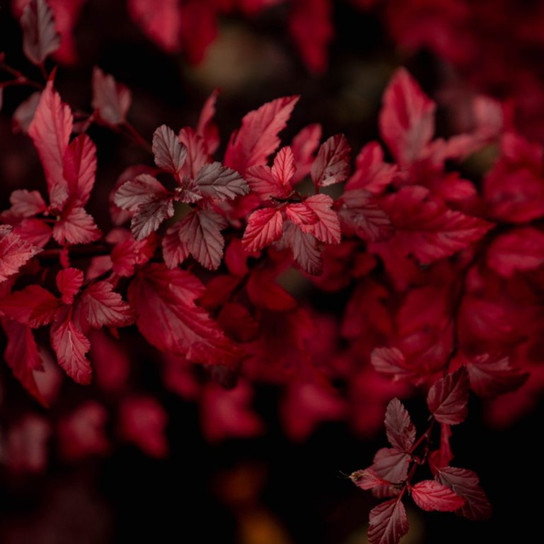 Dark Purple Calico Kitty™ Ninebark Foliage