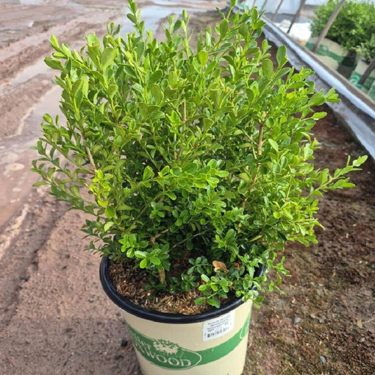 Renaissance Boxwood